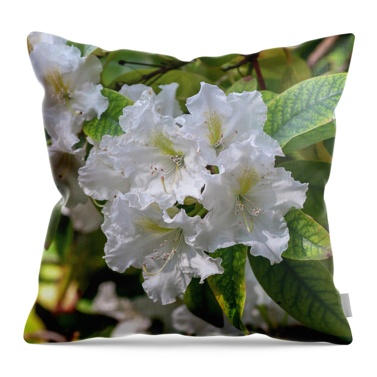 Jenny Rainbow Fine Art Photography Throw Pillow featuring the photograph Blooms of Rhododendron Cunningham's White by Jenny Rainbow