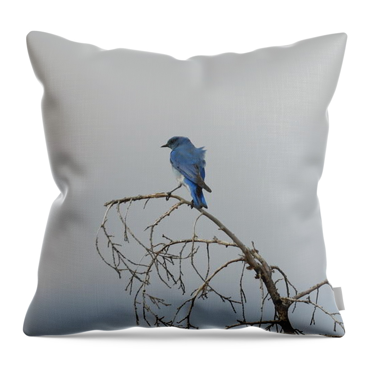 Blue Bird Throw Pillow featuring the photograph Blue Bird in the Wind 2 by Amanda R Wright