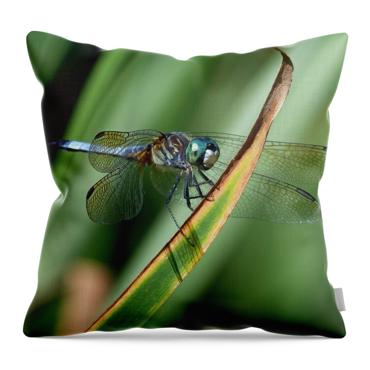 Dragonfly Throw Pillow featuring the photograph Blue Dasher Dragonfly on Blade by Flinn Hackett