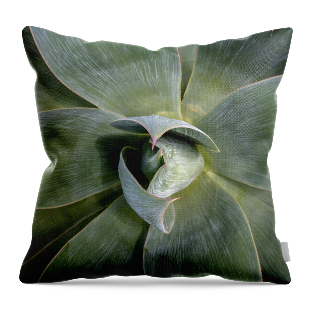 Agave Throw Pillow featuring the photograph Blue Flame Agave by Alison Frank
