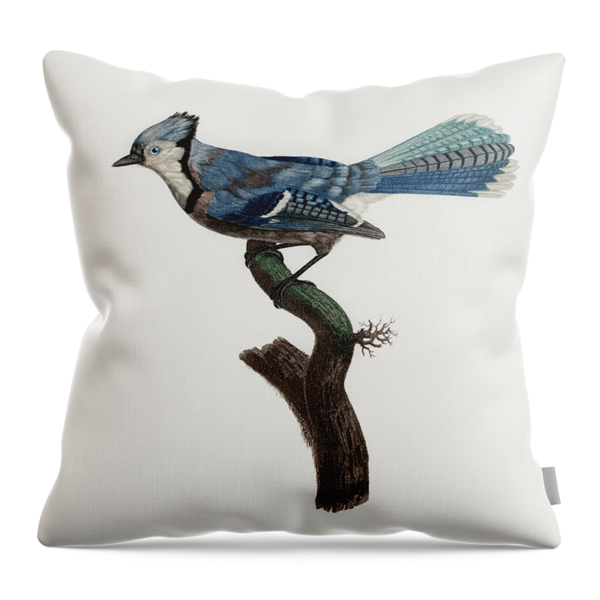 Jacques Barraband Throw Pillow featuring the digital art Blue Green Jay - - Vintage Bird Illustration - Birds Of Paradise - Jacques Barraband - Ornithology by Studio Grafiikka
