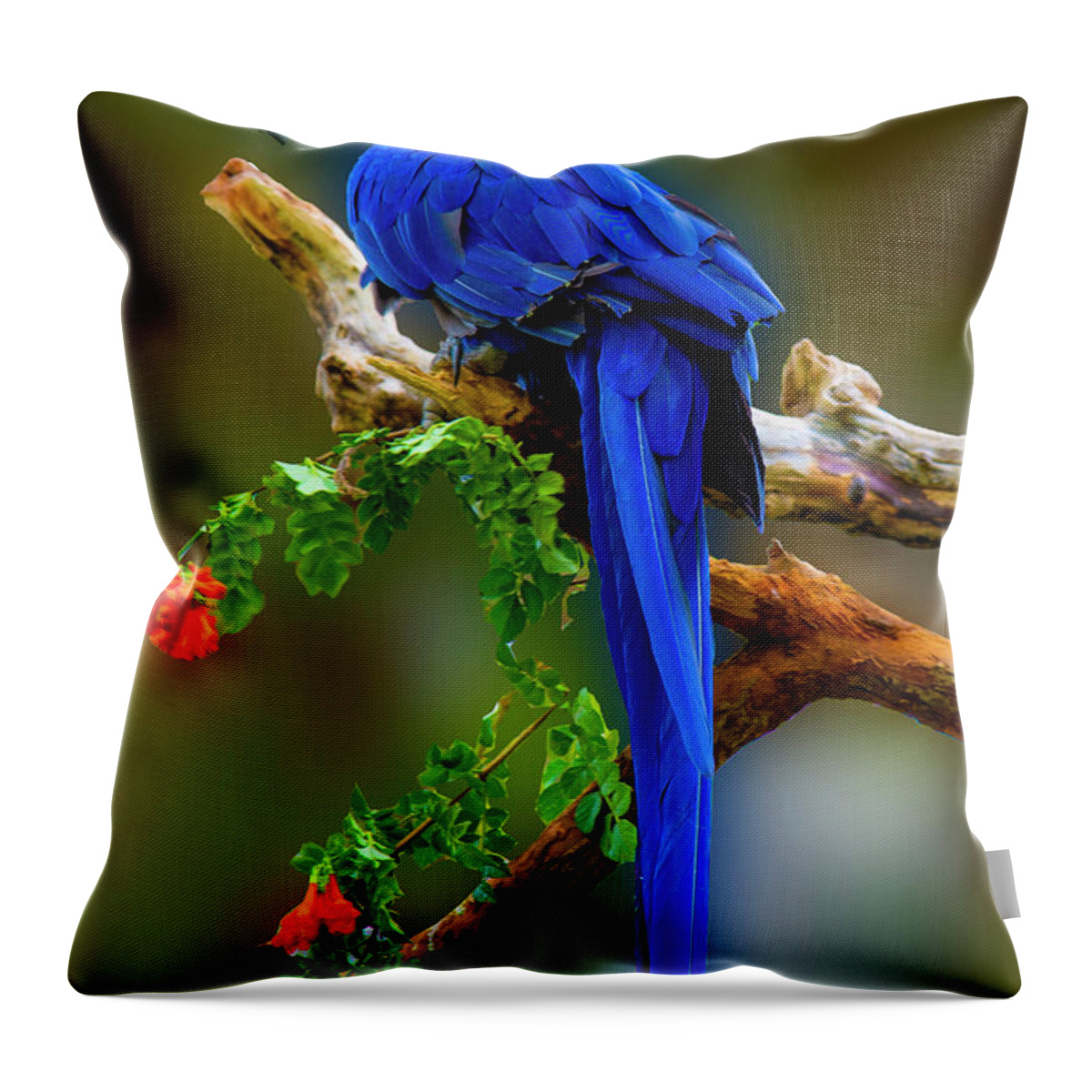 Photography Throw Pillow featuring the photograph Blue Macaw by Paul Wear
