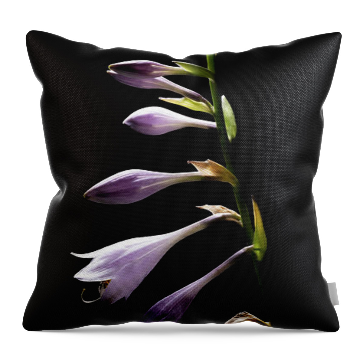 Blue Plantain Lily Throw Pillow featuring the photograph Blue Plantain Lily 2 by Kevin Suttlehan