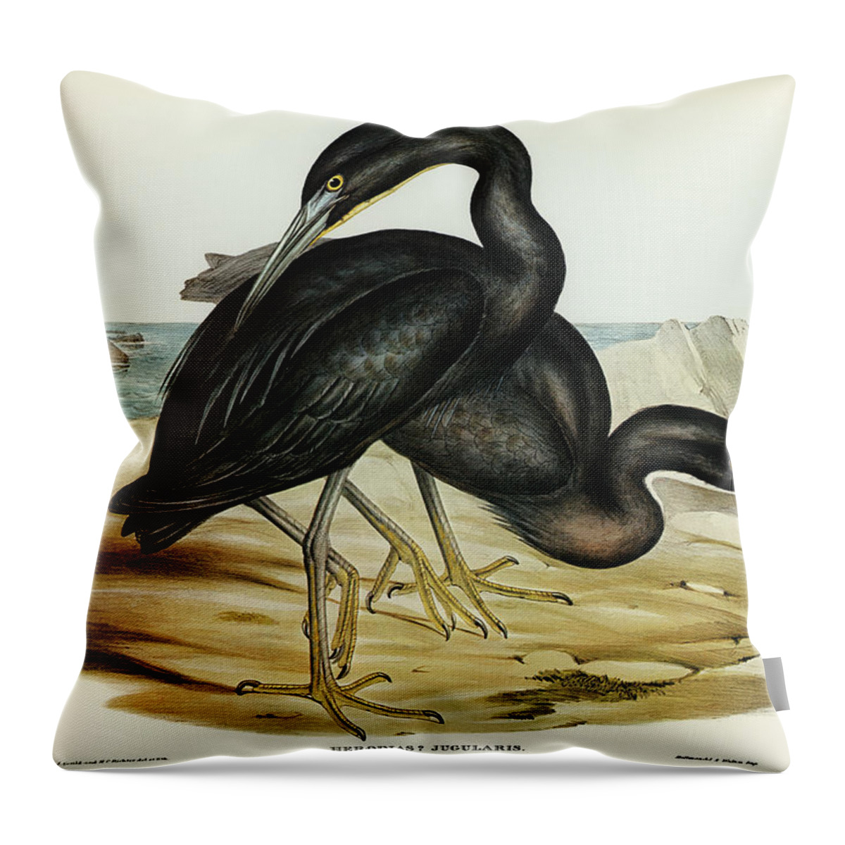 Blue Reef Heron Throw Pillow featuring the drawing Blue Reef Heron, Herodias jugularis by John Gould
