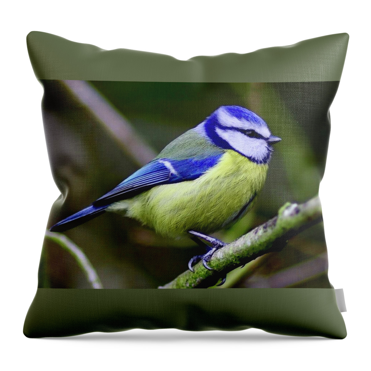 Blue Tit Throw Pillow featuring the photograph Blue Tit by Neil R Finlay