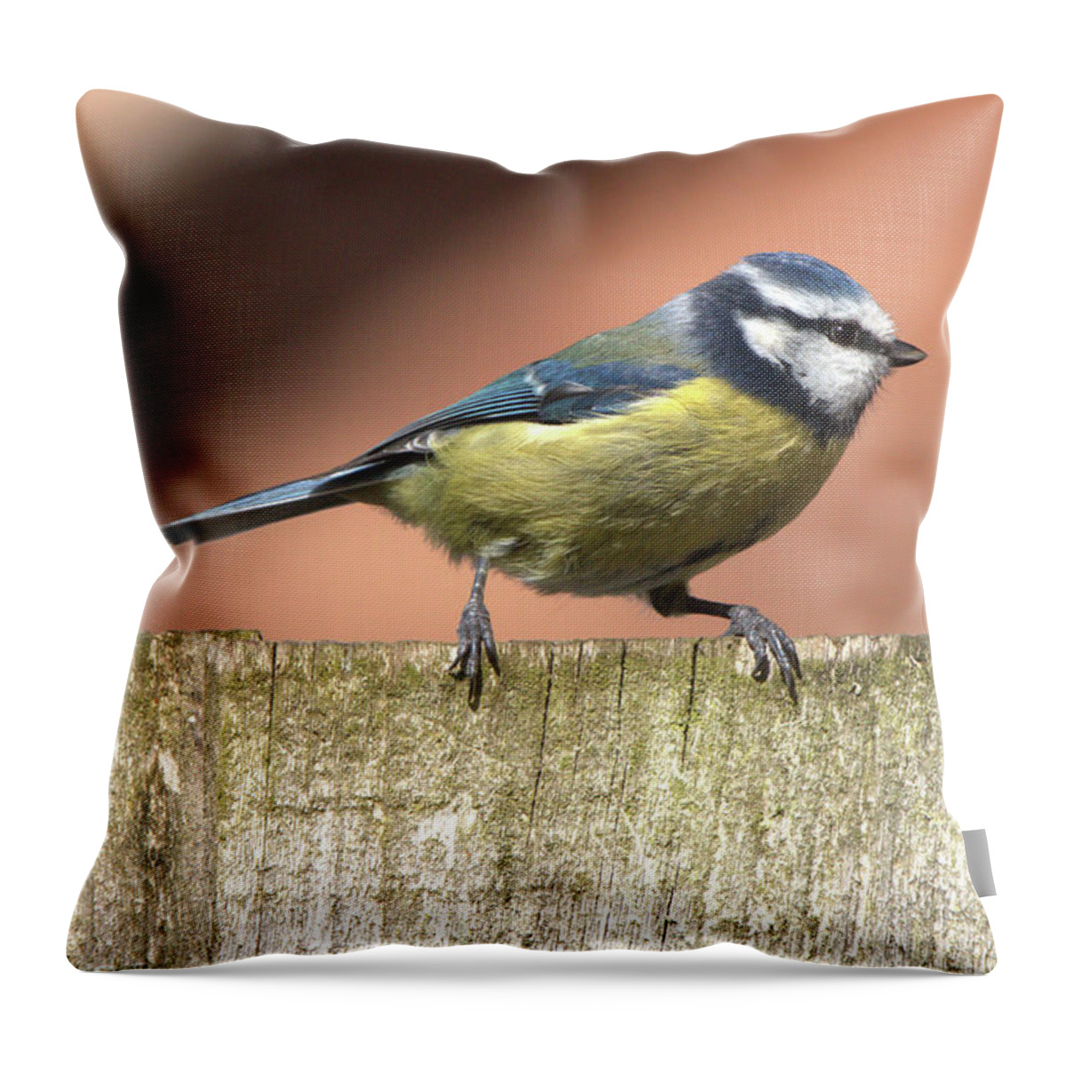 Nature Throw Pillow featuring the photograph Blue Tit on a Fence 2 by Stephen Melia