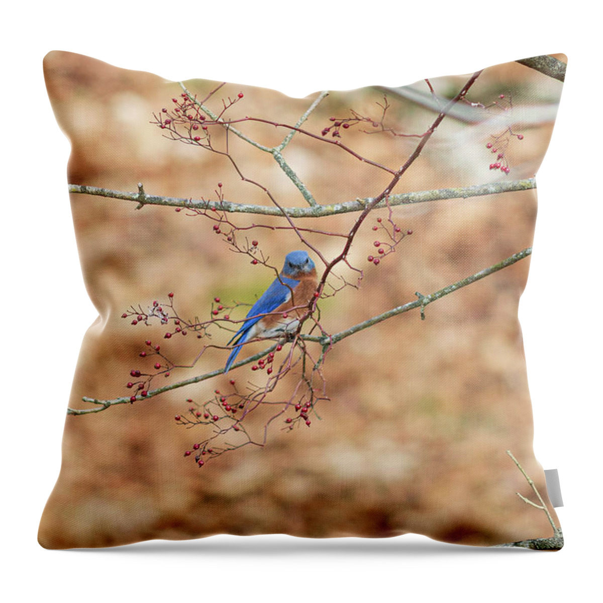 Bird Throw Pillow featuring the photograph Bluebird on a Branch by Amelia Pearn