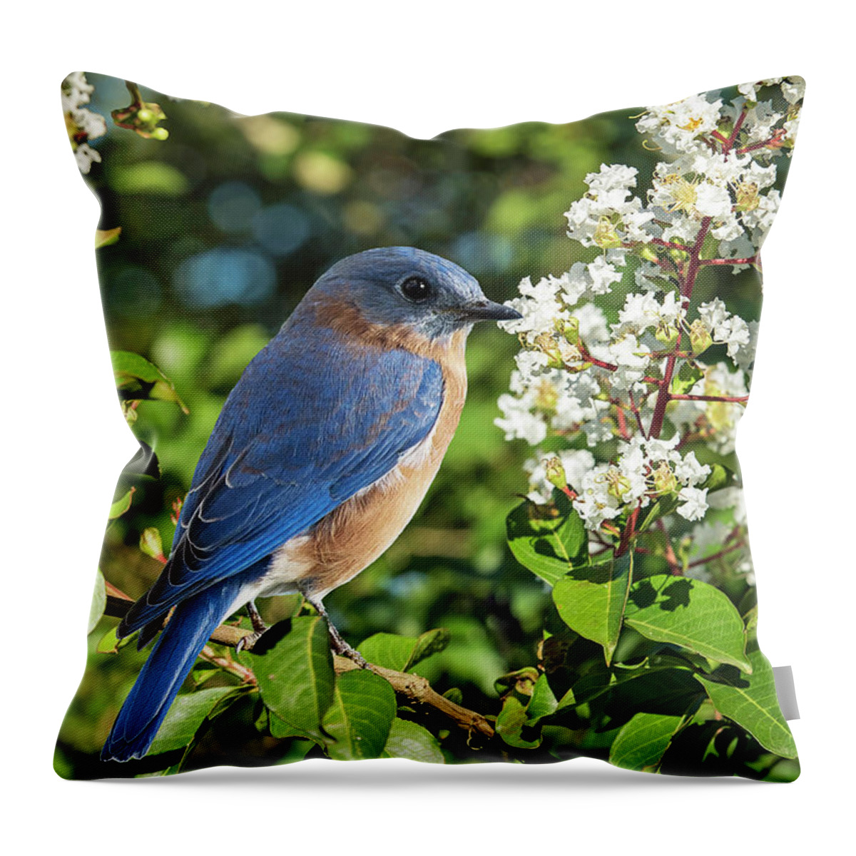 Bluebirds Throw Pillow featuring the photograph Bluebird On White by Jamie Pattison