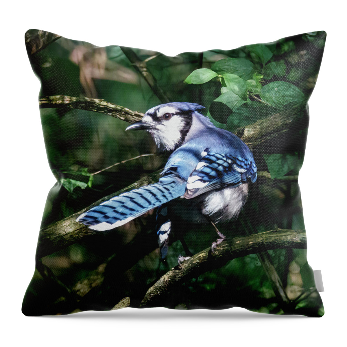 Bird Throw Pillow featuring the photograph Bluejay by David Beechum