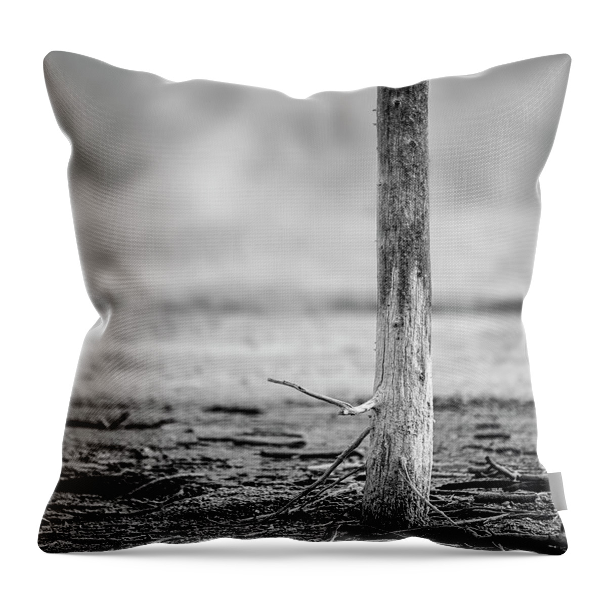 Yellowstone Throw Pillow featuring the photograph Bobby Socks Tree Yellowstone National Park by Joan Carroll