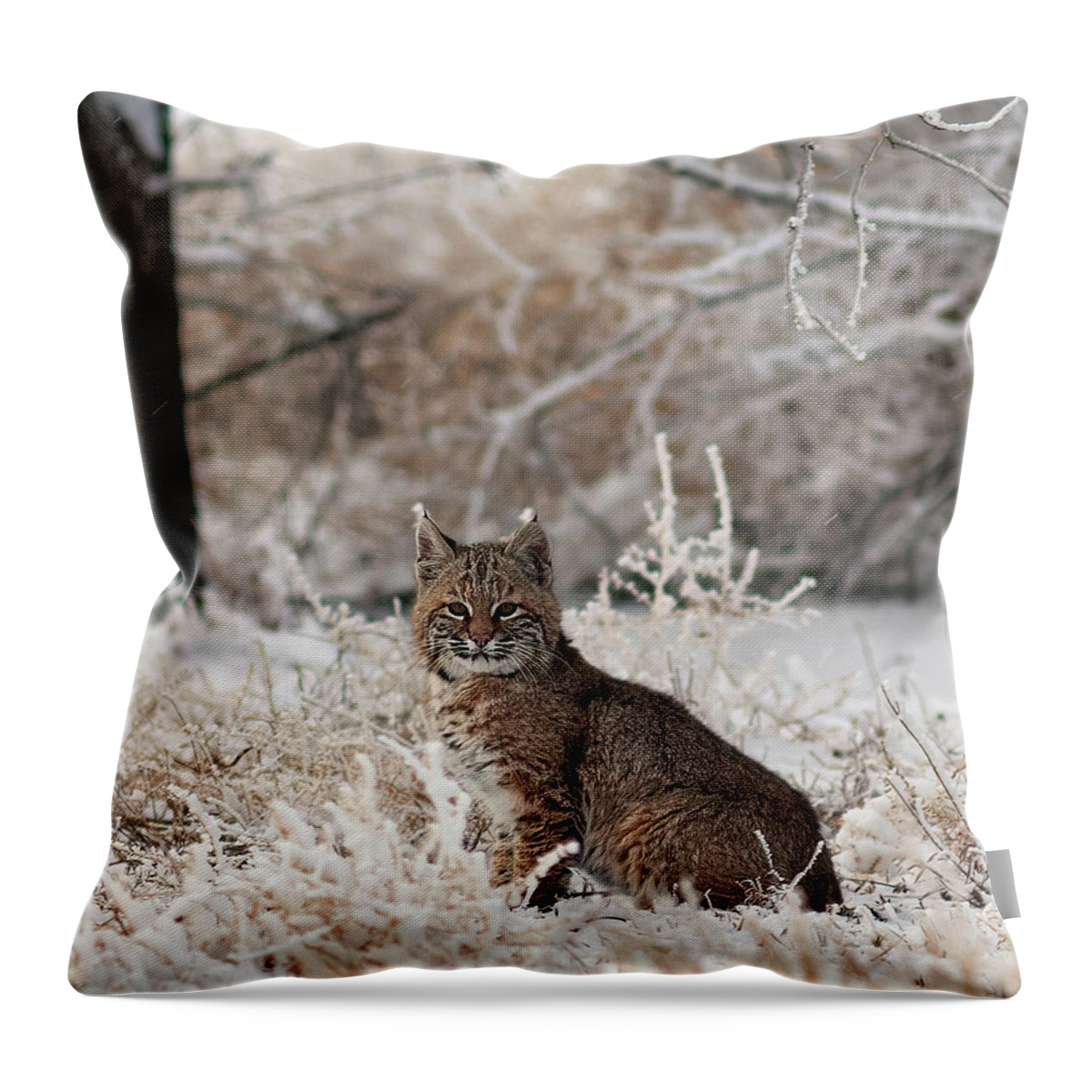 Bobcat Throw Pillow featuring the photograph Bobcat and Heavy Frost by Gary Langley