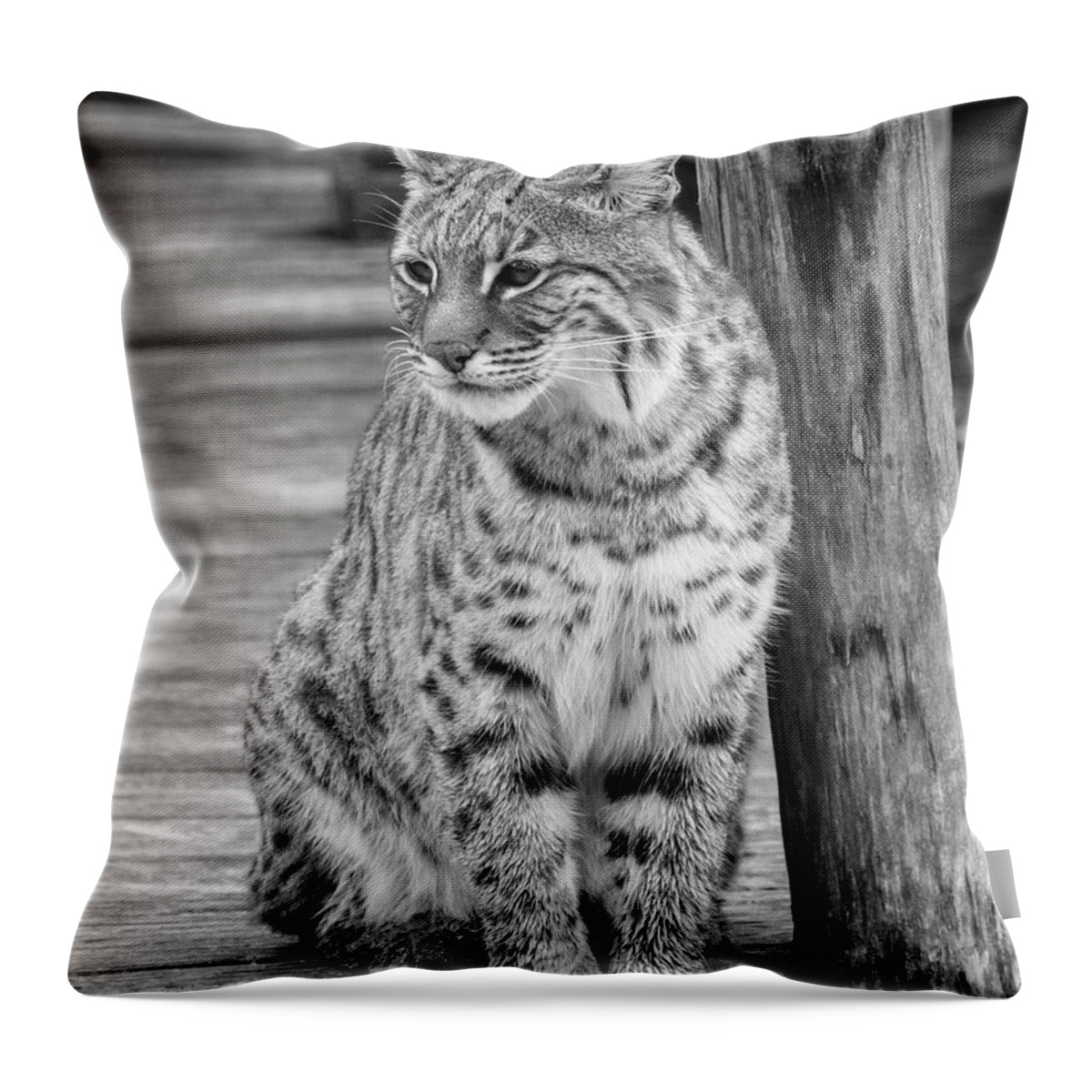 Bobcat Throw Pillow featuring the photograph Bobcat In Monochrome by Jurgen Lorenzen