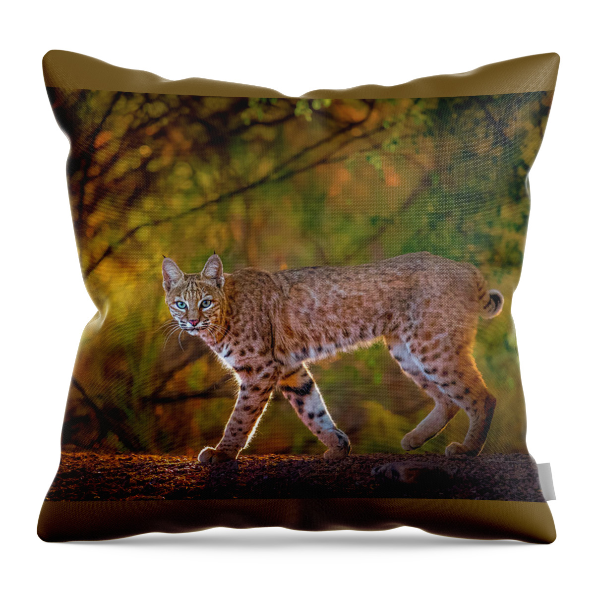 American Southwest Throw Pillow featuring the photograph Bobcat in Morning Golden Hour by James Capo