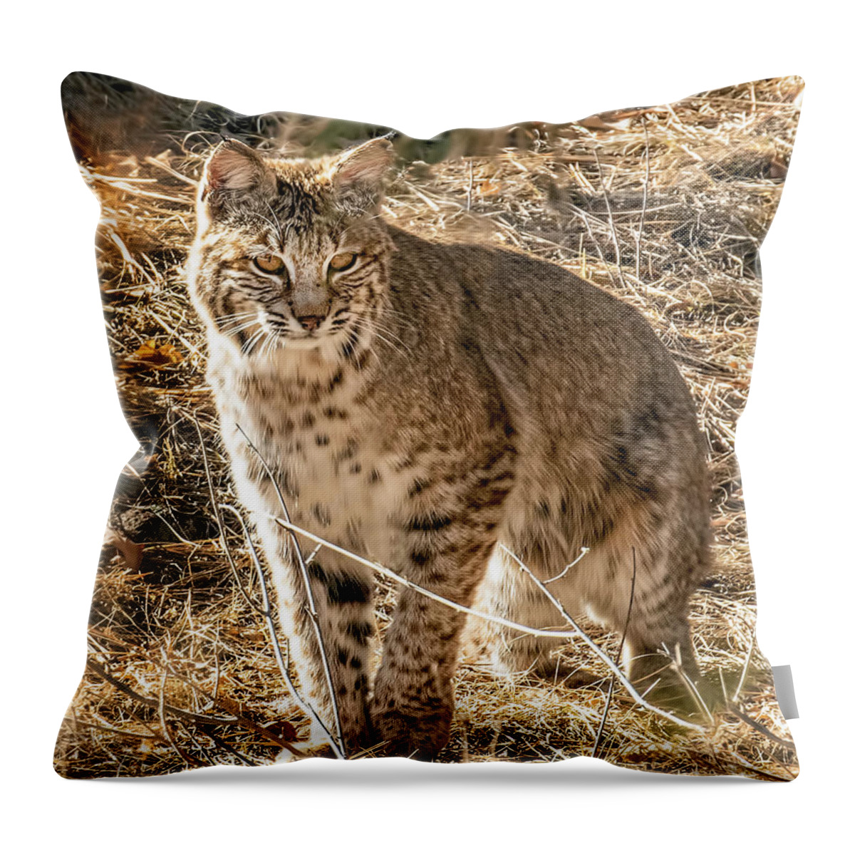 Bobcat Throw Pillow featuring the photograph Bobcat in Winter Grasses by Dawn Key