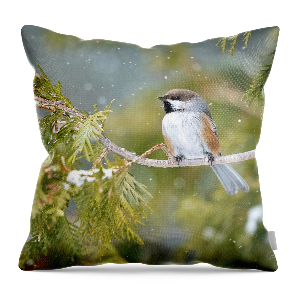 Chickadees Throw Pillow featuring the photograph Boreal Chickadee in Winter by Judi Dressler
