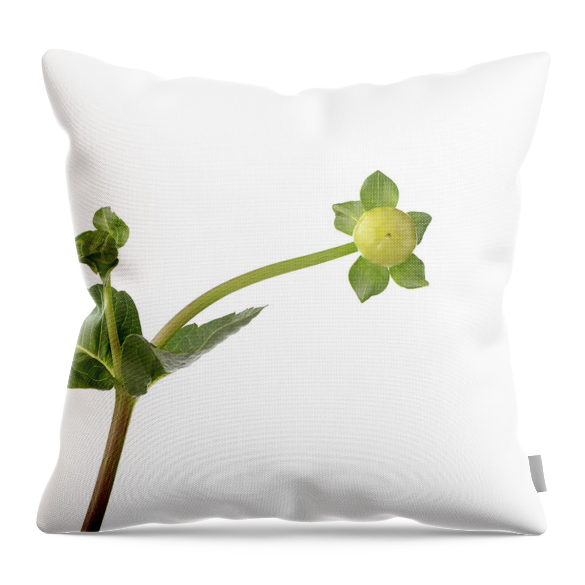 Botanical Throw Pillow featuring the photograph Botanical 2 by Connie Carr
