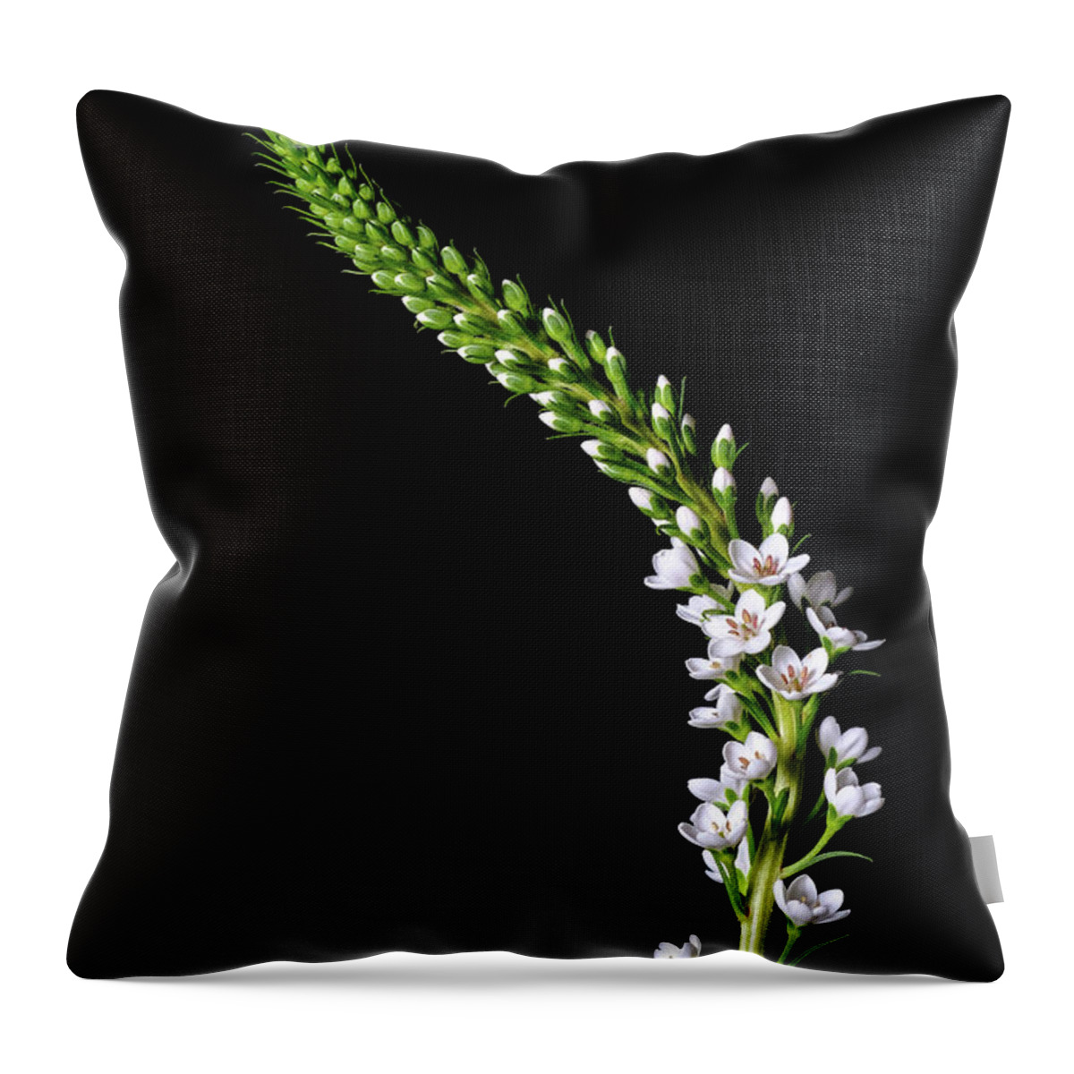 Flowers Throw Pillow featuring the photograph Botanicals 11 by Connie Carr