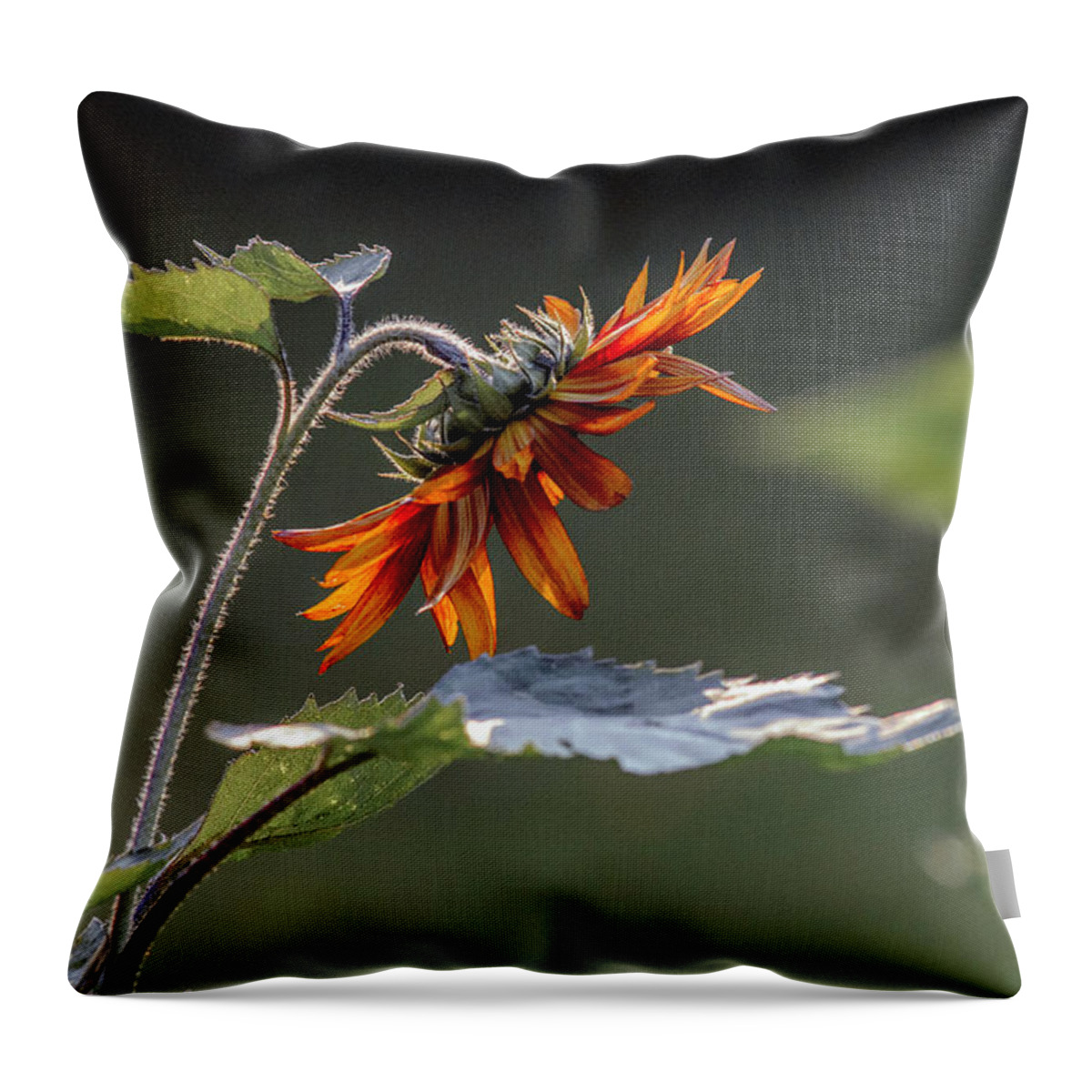 Color Throw Pillow featuring the photograph Bowing Sunflower by Paul Vitko