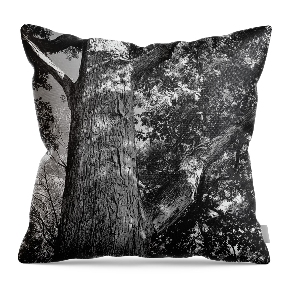 Tree Throw Pillow featuring the photograph Branches by George Taylor