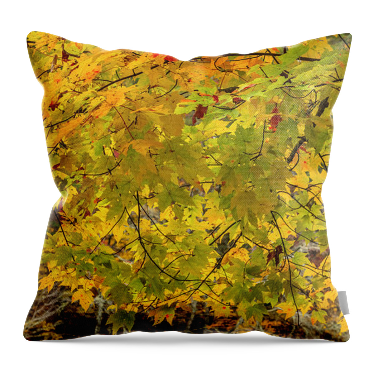 Carolina Throw Pillow featuring the photograph Branches of Autumn Golds II by Debra and Dave Vanderlaan