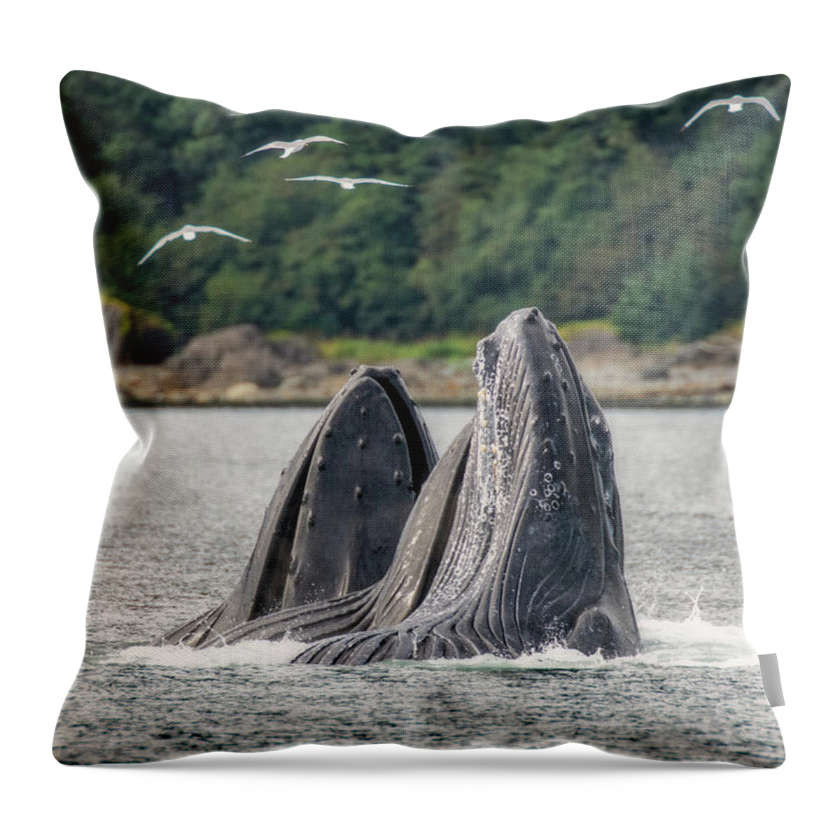 Brown Throw Pillow featuring the photograph Breaching Whales by Robert J Wagner