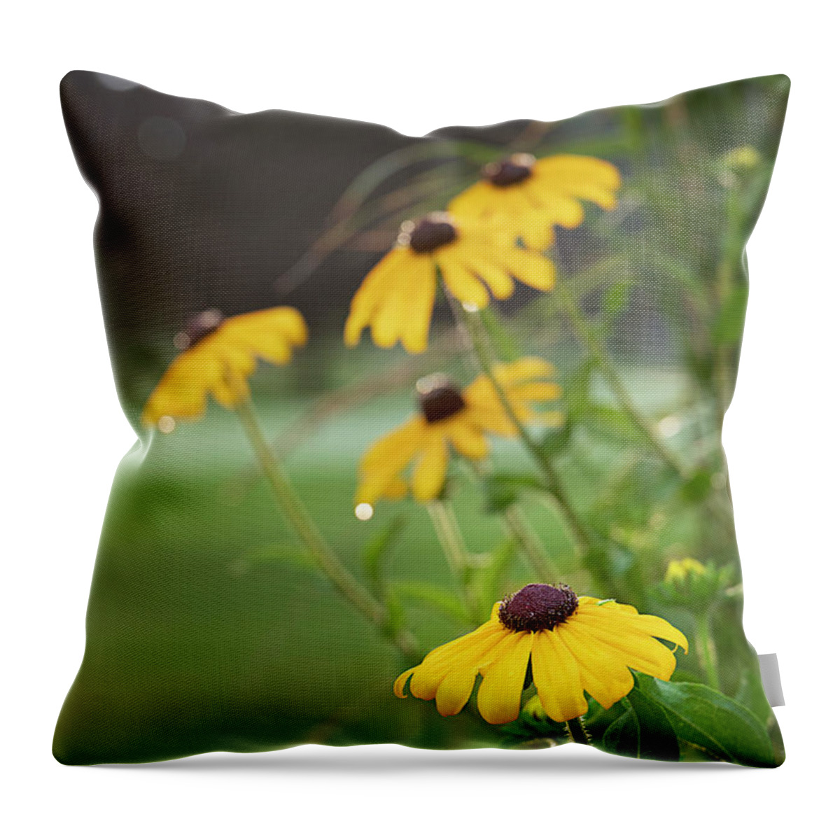 Black-eyed Susan Throw Pillow featuring the photograph Bright Eyed Morning by Jill Love
