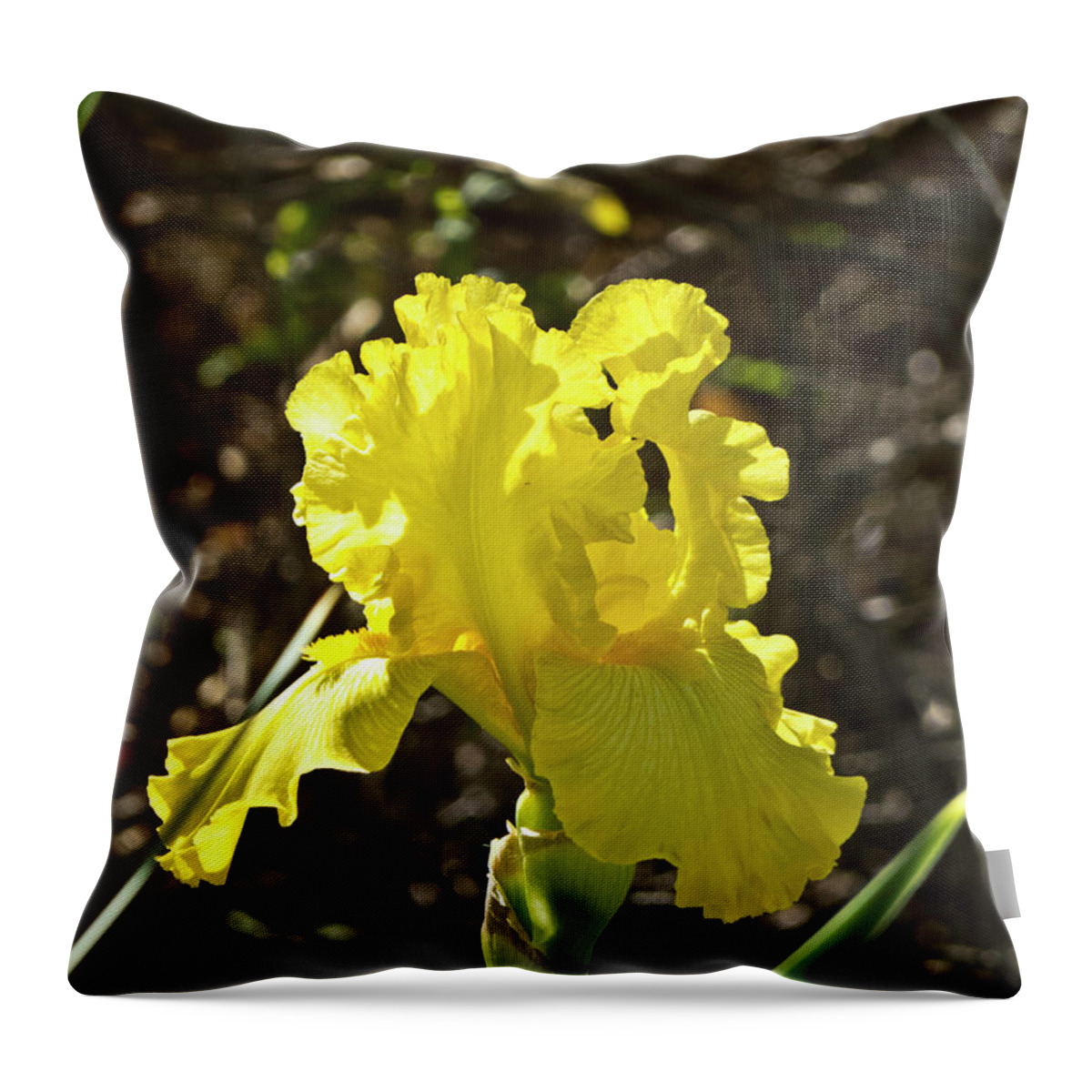 Boyce Thompson Arboretum Throw Pillow featuring the photograph Bright Yellow in the Sun by Kathy McClure