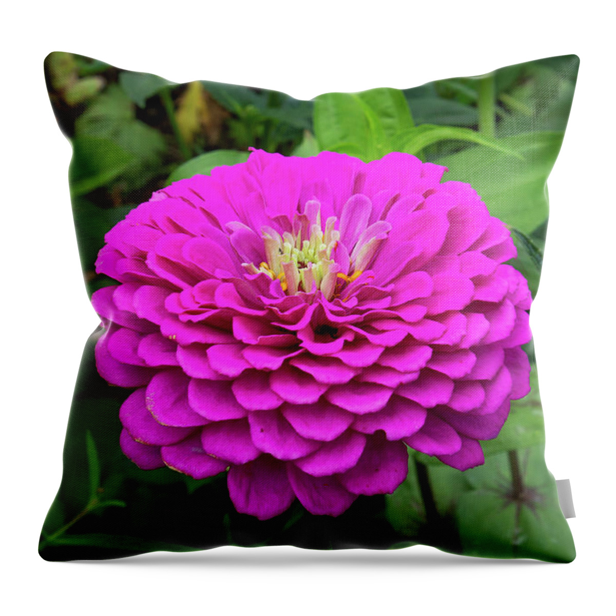 Flower Throw Pillow featuring the photograph Bright zinnia by Brian Weber