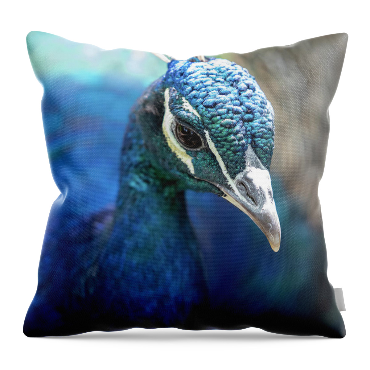 Bronx Zoo Throw Pillow featuring the photograph Bronx Peacock by Kevin Suttlehan
