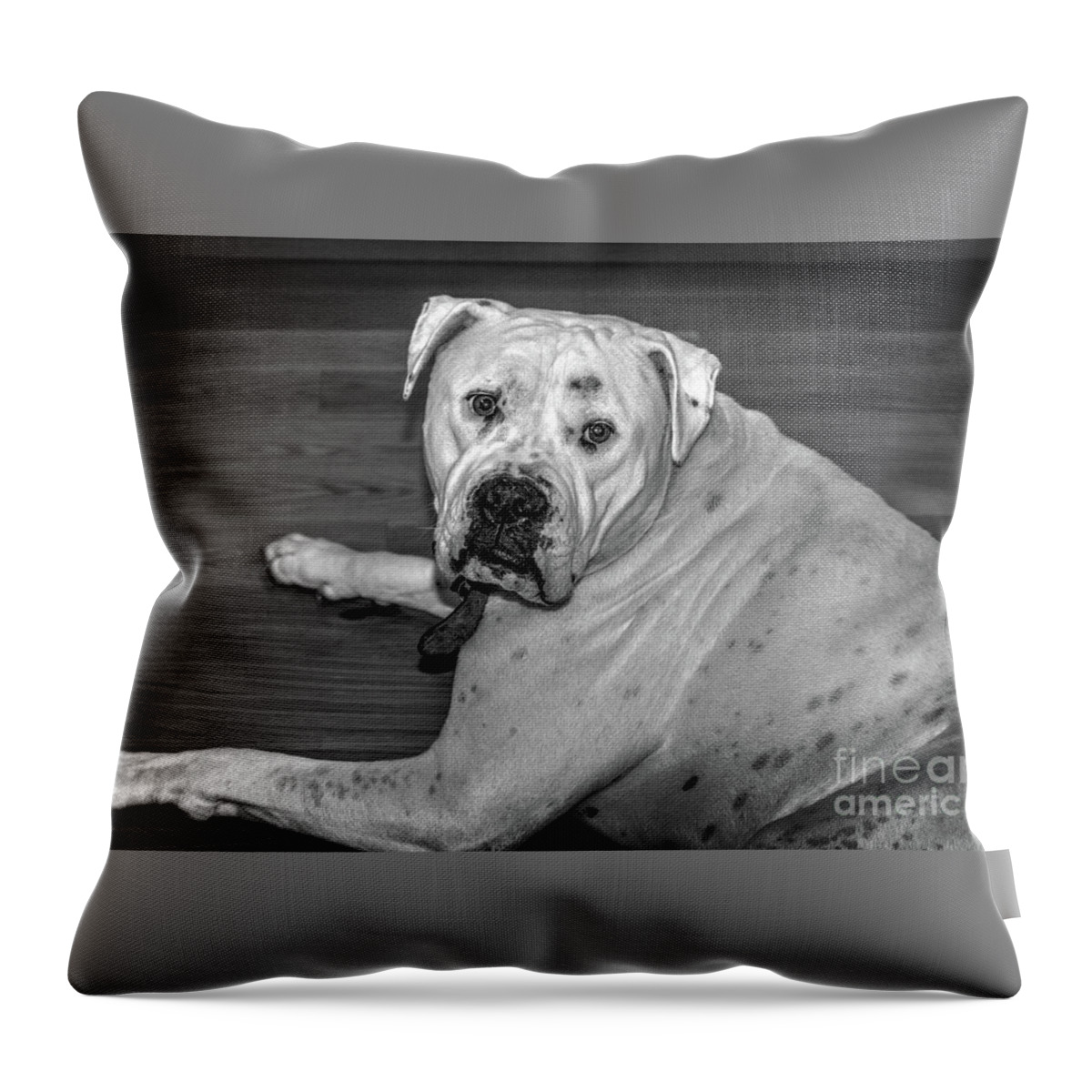 Bull Dog Throw Pillow featuring the photograph Brutus by Elaine Teague