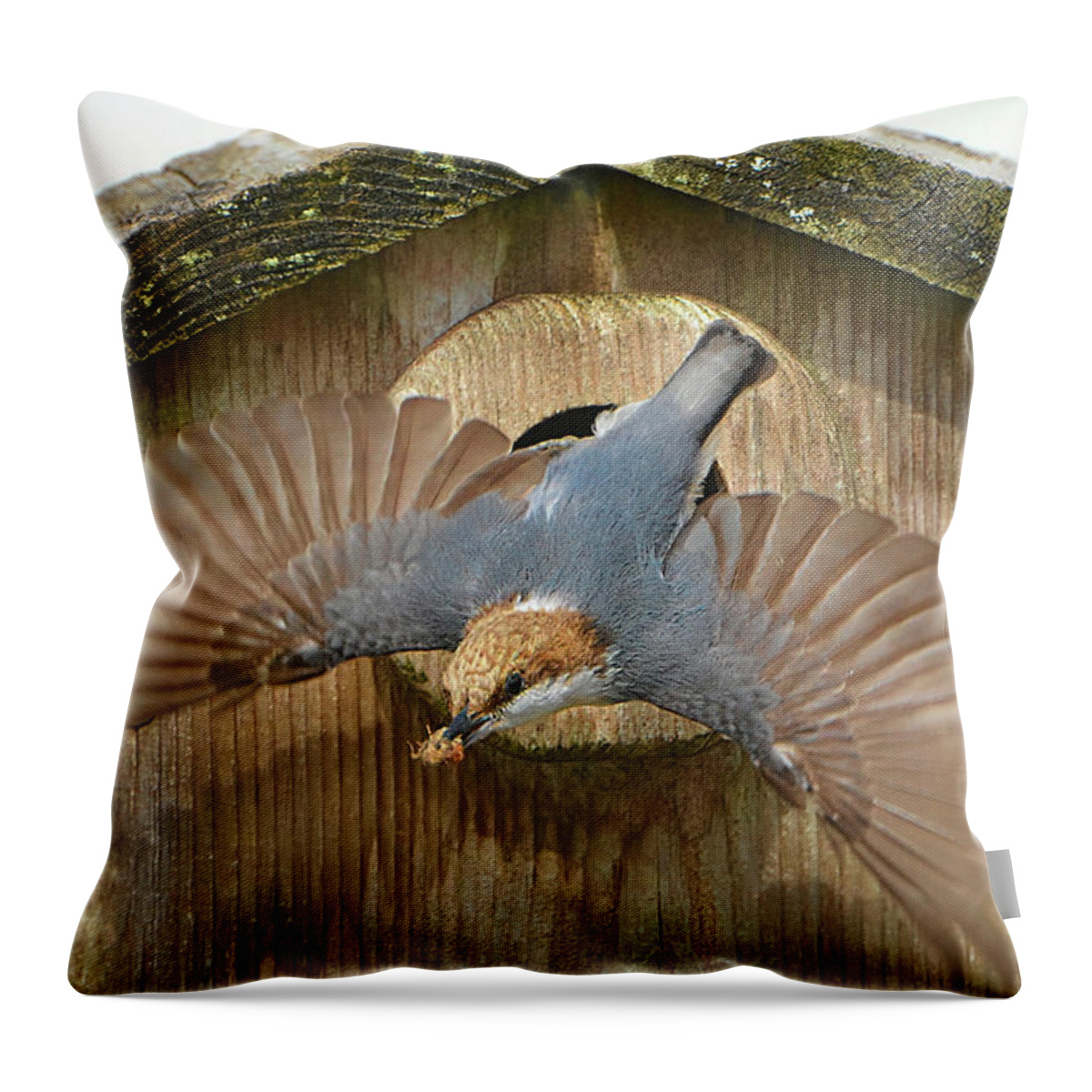 Brown Headed Nuthatch Throw Pillow featuring the photograph Brown Headed Nuthatch Flight by Jerry Griffin