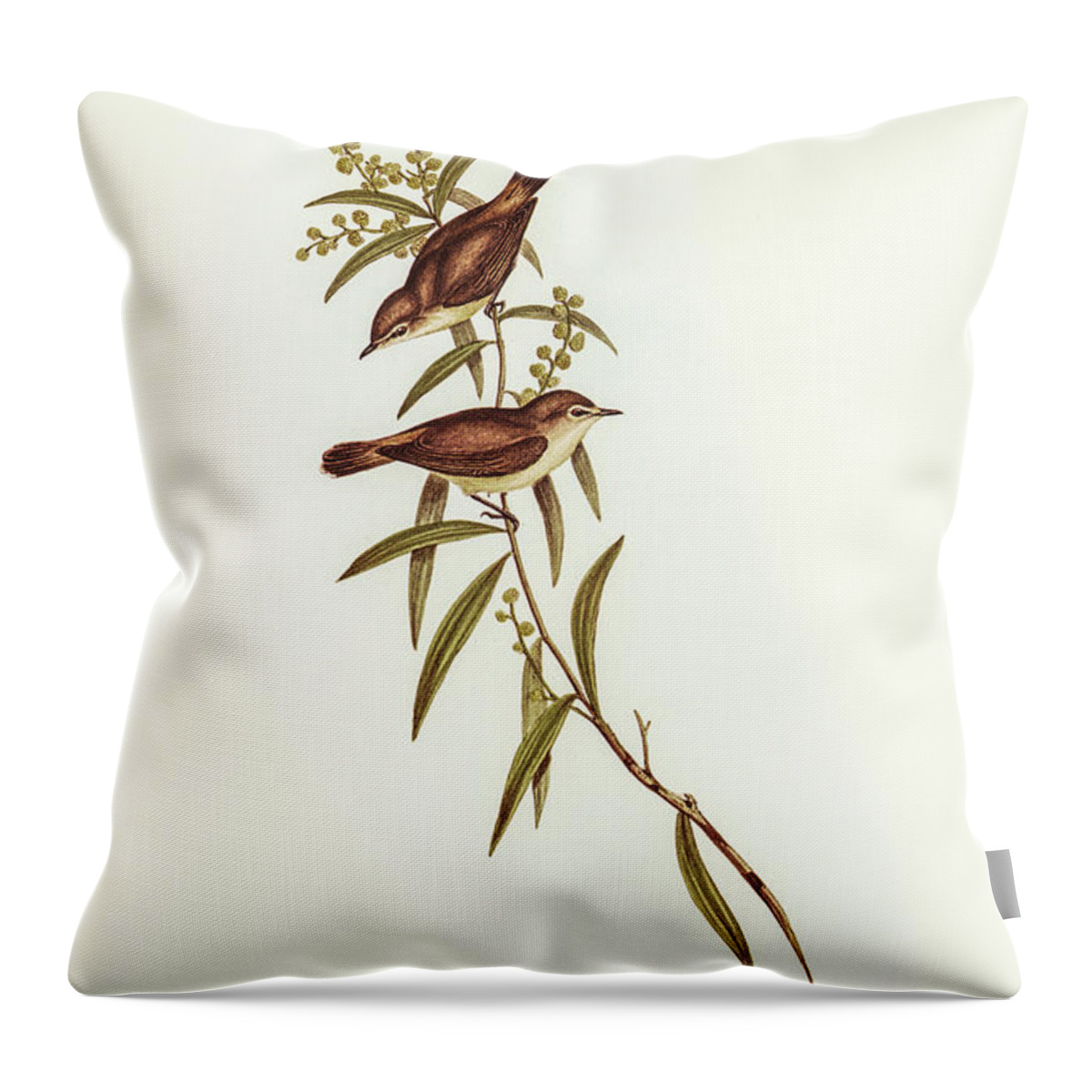 Buff-breasted Gerygone Throw Pillow featuring the drawing Buff-breasted Gerygone, Gerygone laevigaster by John Gould
