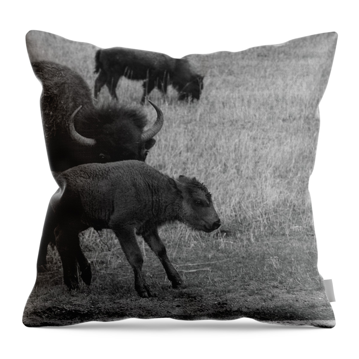 Buffalo Throw Pillow featuring the photograph Buffalo calf at Theodore Roosevelt National Park in North Dakota in black and white by Eldon McGraw