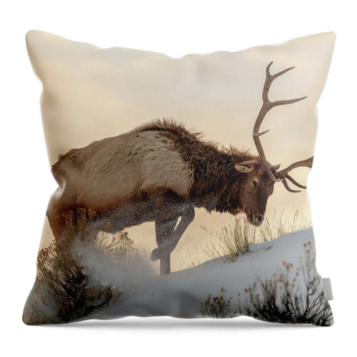 Elk Throw Pillow featuring the photograph Bull elk searches for food beneath the snow by Mango Art