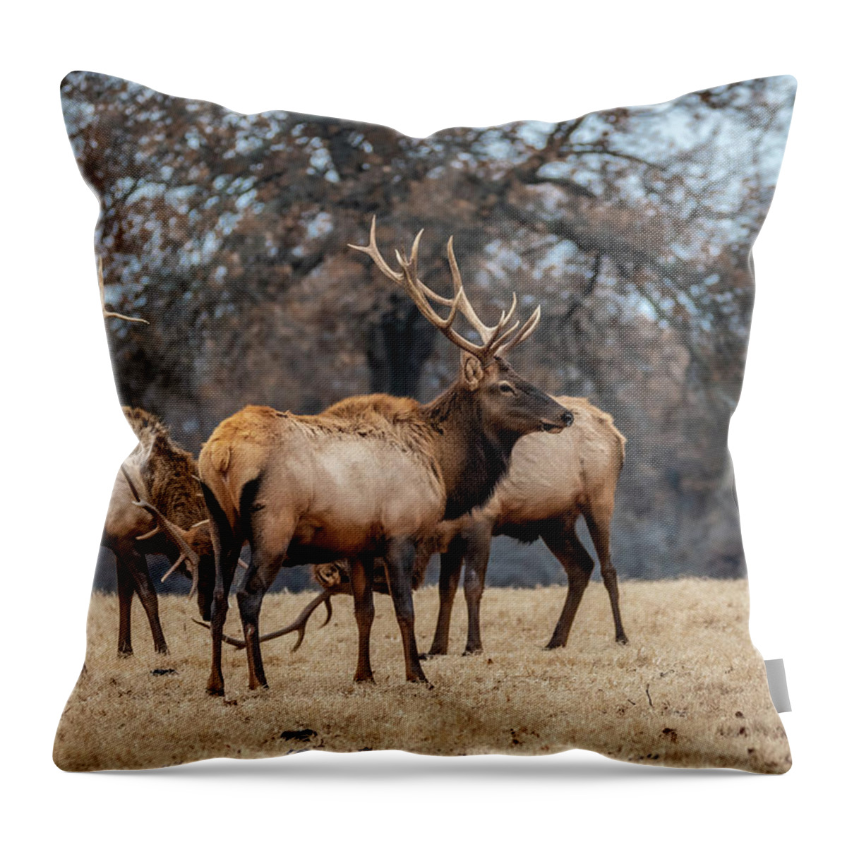 Debra Martz Throw Pillow featuring the photograph Bull Elk Woolaroc Oklahoma by Debra Martz