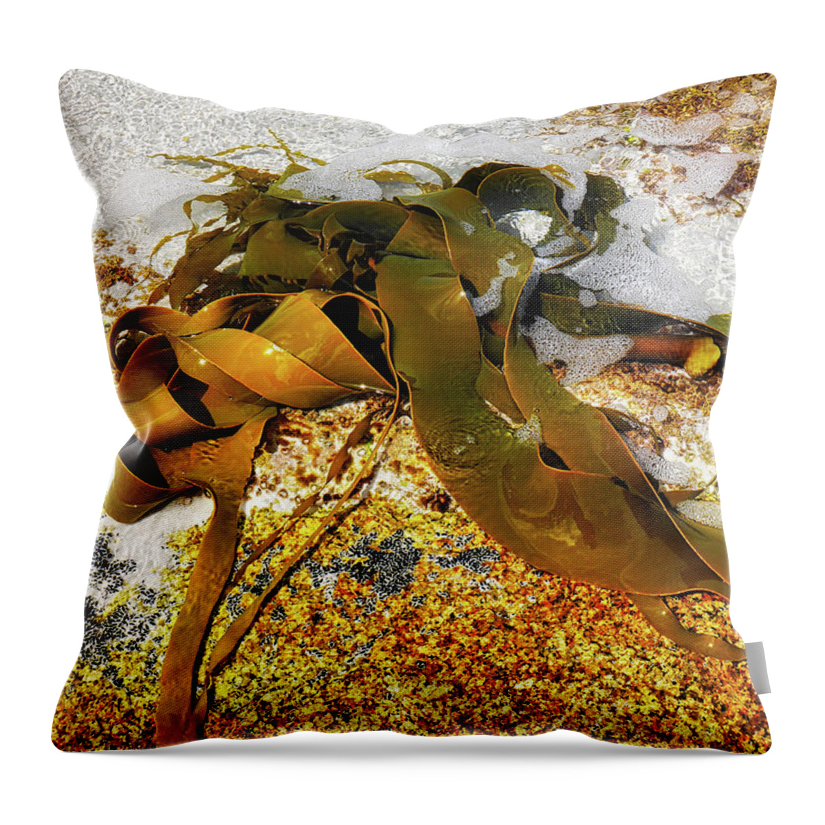 Bull Kelp. Kelp Throw Pillow featuring the photograph Bull Kelp on Rock by Lexa Harpell