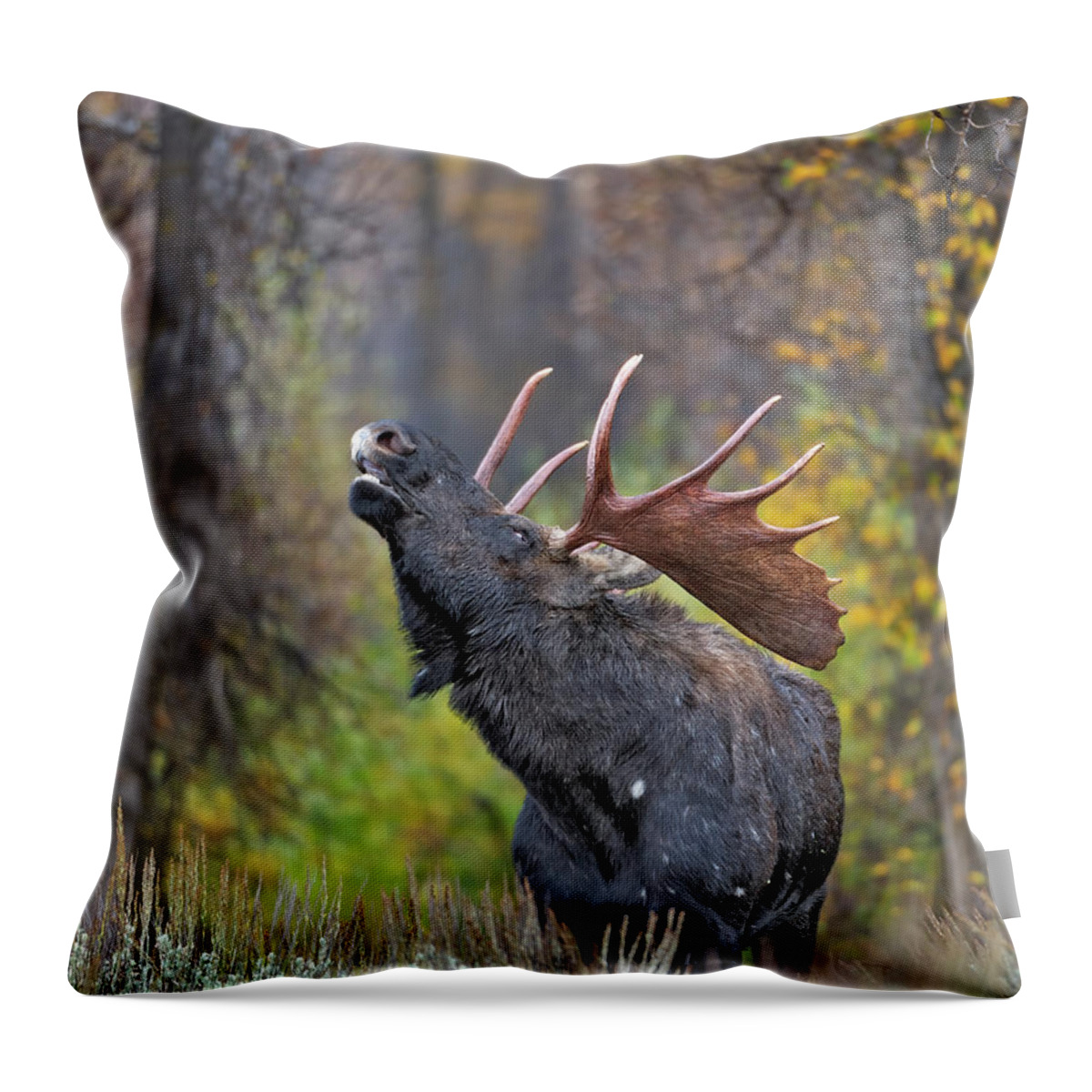 Autumn Throw Pillow featuring the photograph Bull Moose in Rut by Gary Langley