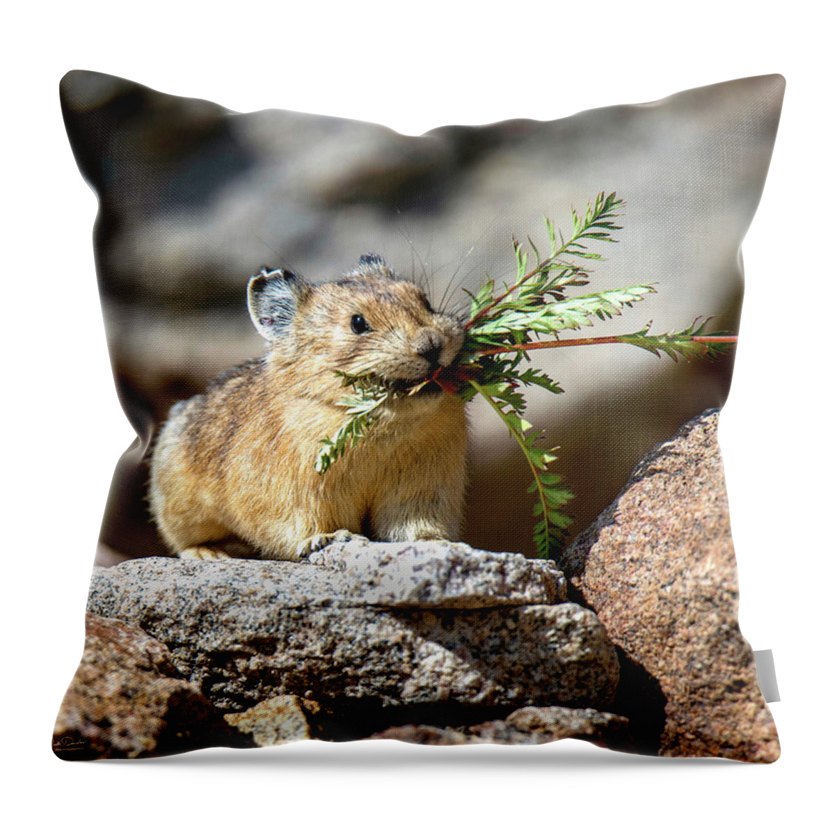 American Pika Throw Pillow featuring the photograph Busy as a Pika by Judi Dressler