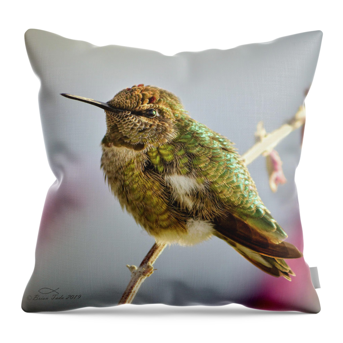 Anna's Throw Pillow featuring the photograph Busy Hummingbird Takes a Rest by Brian Tada
