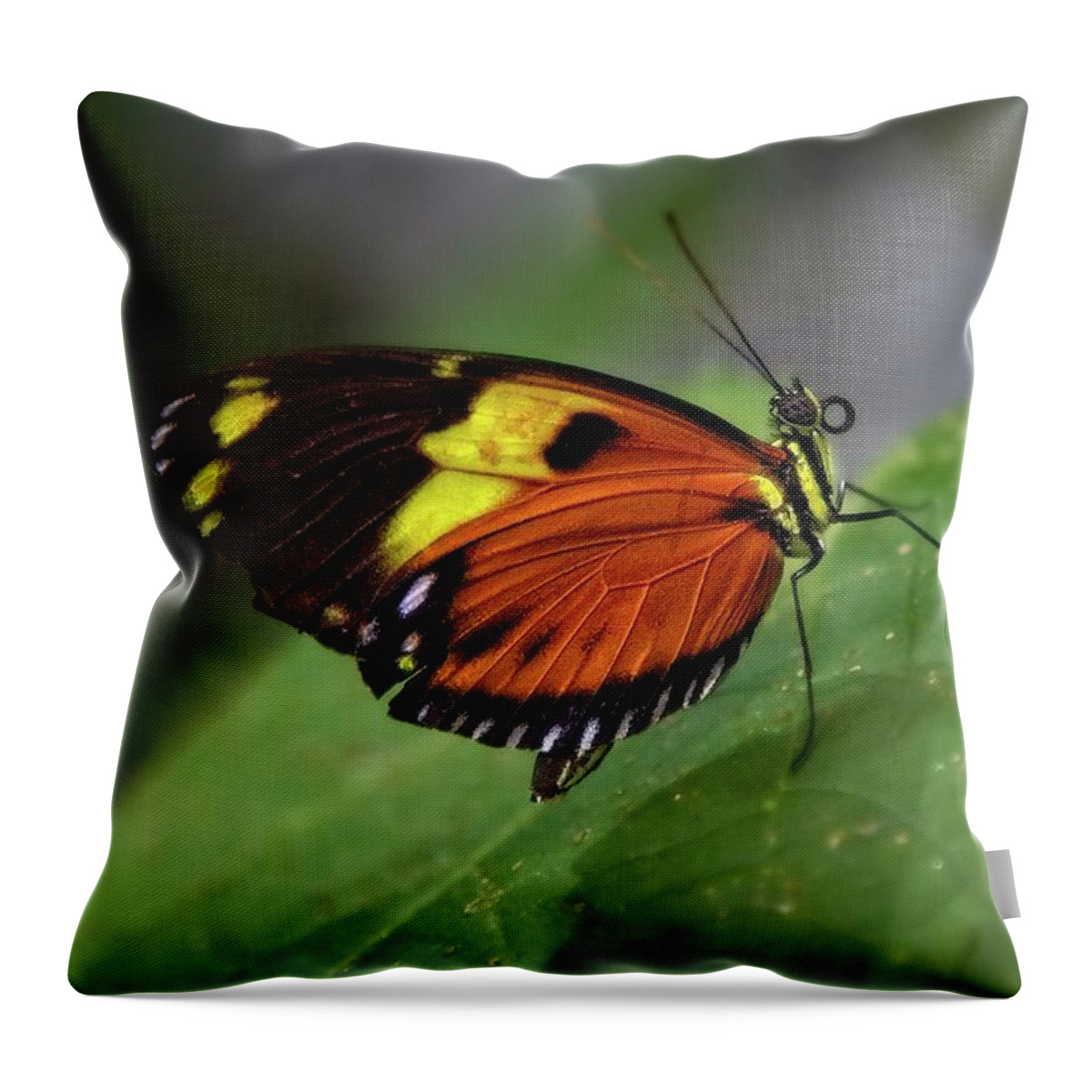 Wildlife Throw Pillow featuring the photograph Butterfly #1 by Matthew Adelman