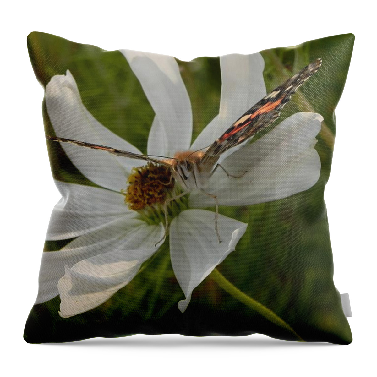 Flowers Throw Pillow featuring the photograph Butterfly Face by Amanda R Wright