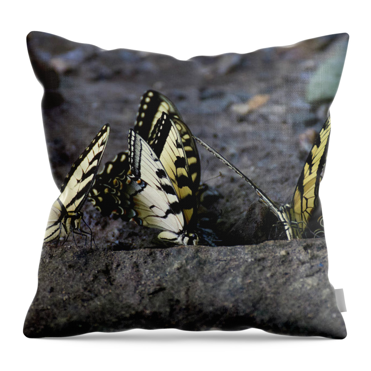 Butterflies Throw Pillow featuring the photograph Butterfly Nation Swallowtails Butterflies by Demetrai Johnson