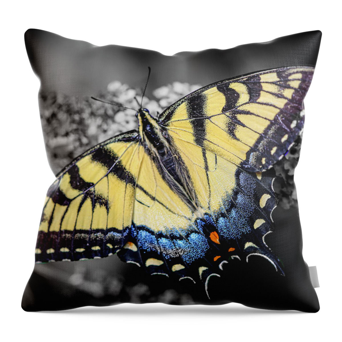 Butterfly Throw Pillow featuring the photograph Butterfly Palette by Dale R Carlson