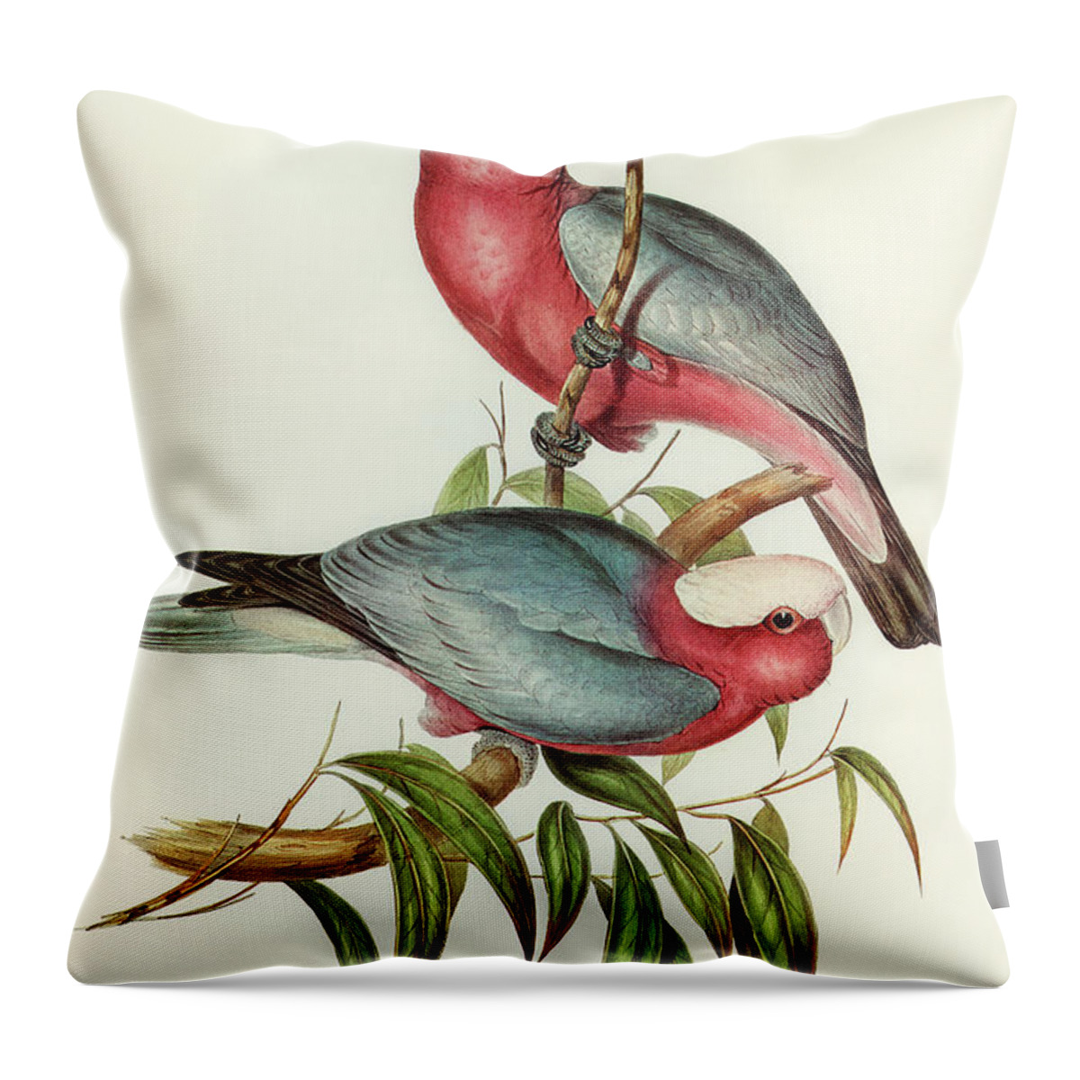 Cacatua Eos Throw Pillow featuring the drawing Cacatua Eos, Rose-breasted Cockatoo by John Gould