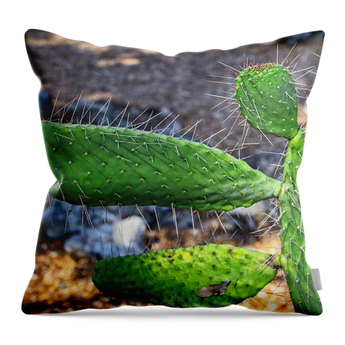 Cactus Throw Pillow featuring the photograph Cactus Beauty by Richard Goldman
