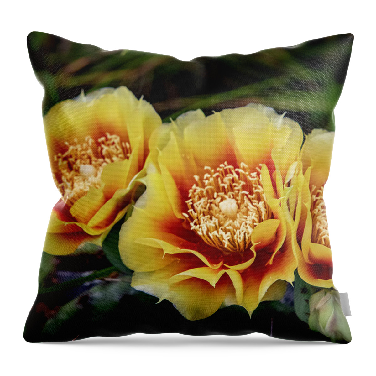 Flower Throw Pillow featuring the photograph Cactus Flowers by Matt Sexton
