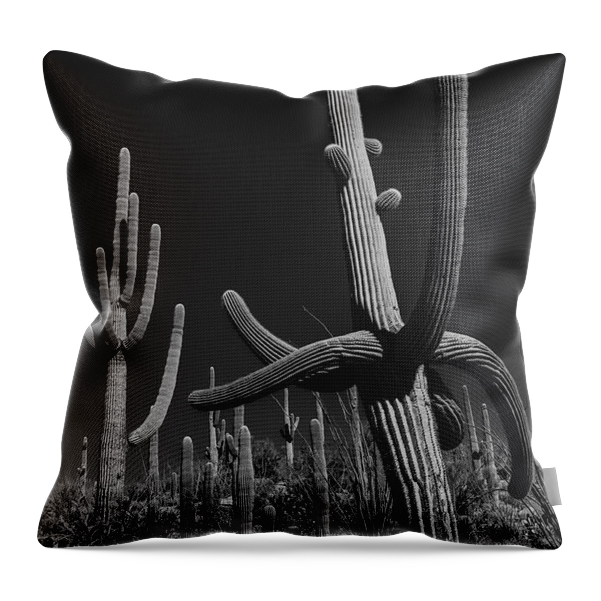 Cactus Throw Pillow featuring the photograph Cactus Forest by Seth Betterly