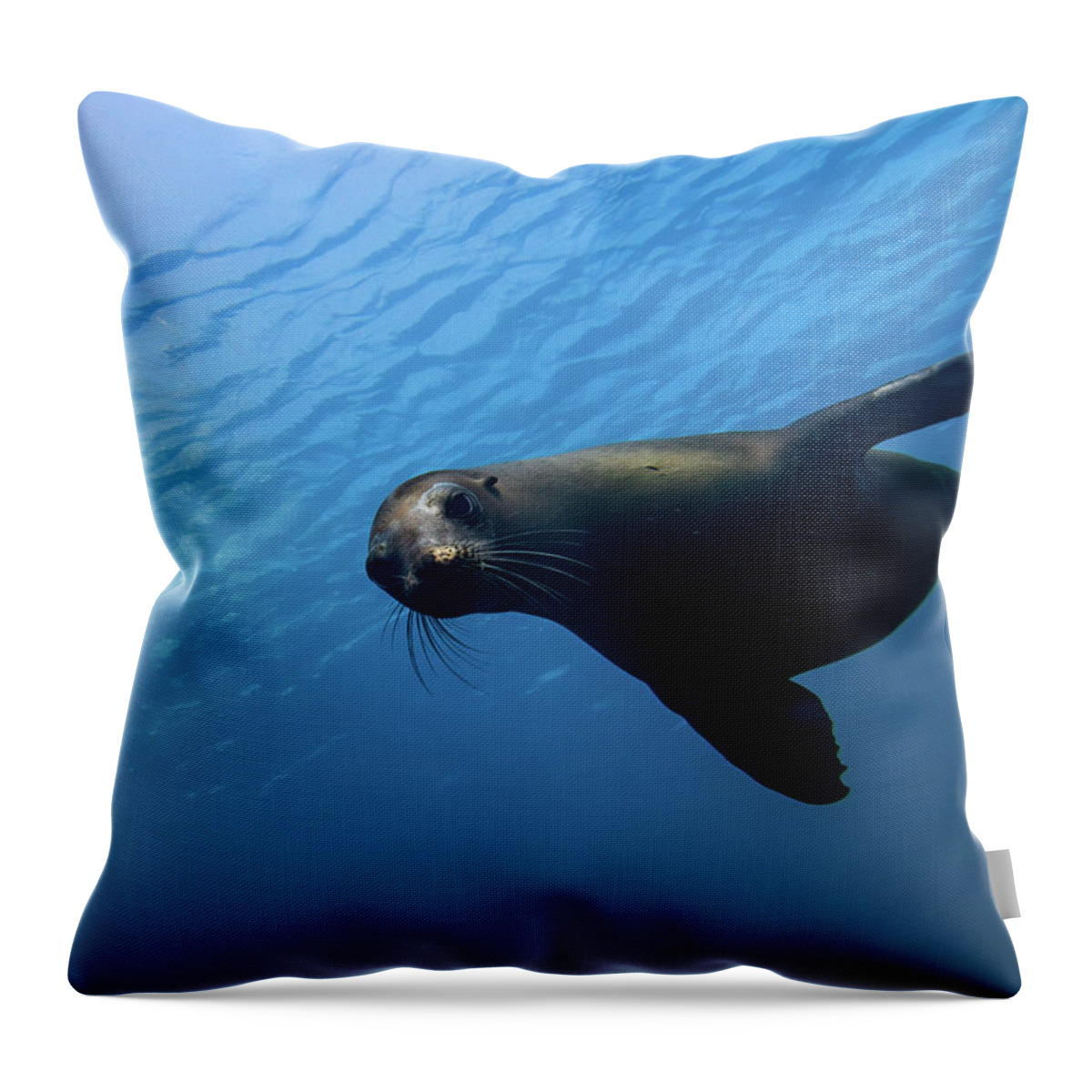 Seal Throw Pillow featuring the photograph California Sea Lion by Brian Weber
