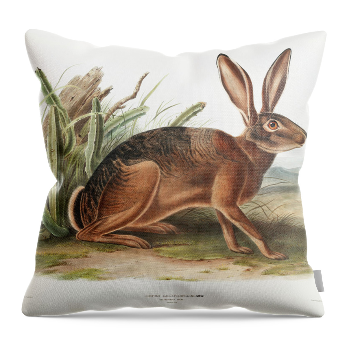 America Throw Pillow featuring the mixed media Californian Hare. John Woodhouse Audubon by World Art Collective
