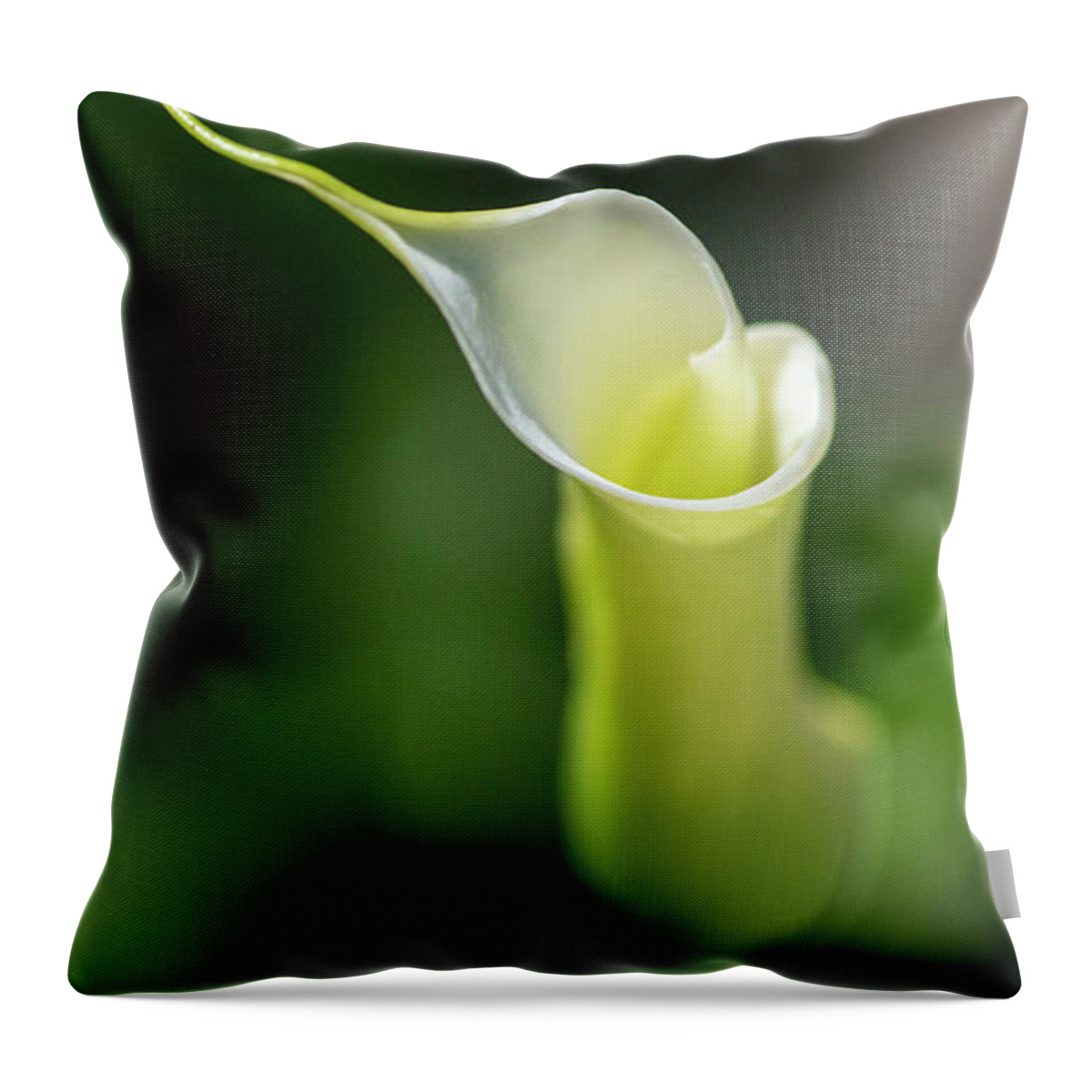 Calla Lily Throw Pillow featuring the photograph Calla Lily 2 by Kathy Paynter